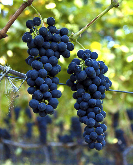 Syrah Grapes