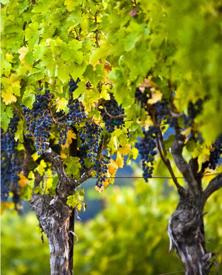 Vines and Grapes