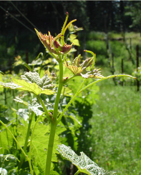 Weurtele Vineyard 2