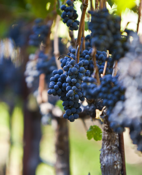 Cab Franc Clusters