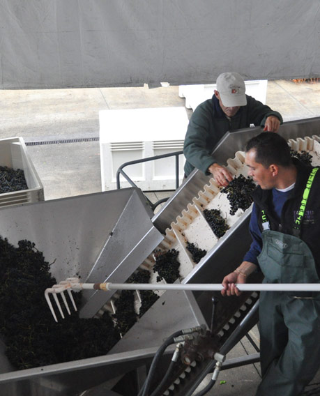 Winemaking 1